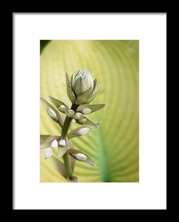  Framed Print featuring the photograph Hosta Love by Lynn Wohlers