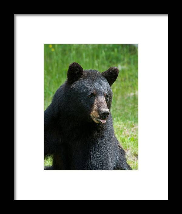 Bears Framed Print featuring the photograph Hot Day in Bear Country by Brenda Jacobs