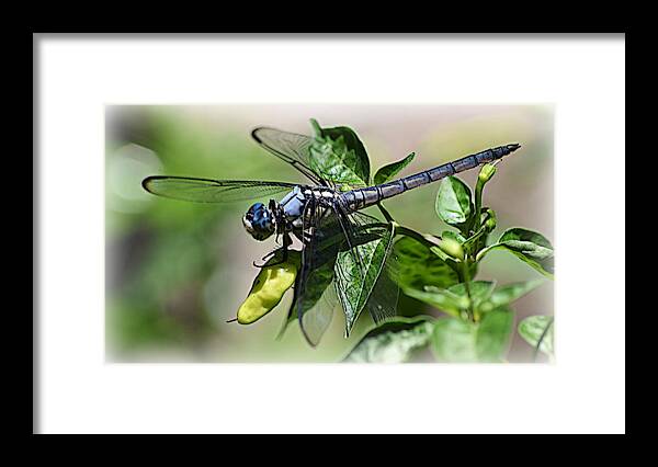 Dragonfly Framed Print featuring the photograph Hot Pepper Dragonfly 2 by Sheri McLeroy