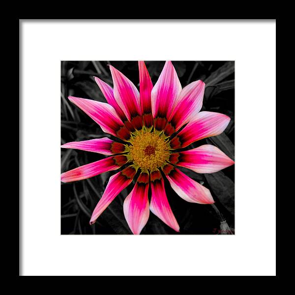 Nature Framed Print featuring the photograph Hot Pink Petal Color Block by Joseph Hedaya