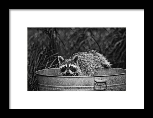 Raccoon Framed Print featuring the photograph Hot Tub Fun by Kim Henderson