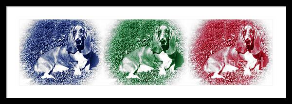 Hound Colors Framed Print featuring the photograph Hound Colors by John Rizzuto