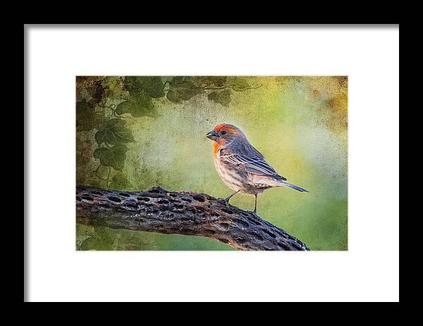 Birds Framed Print featuring the photograph House Finch by Barbara Manis