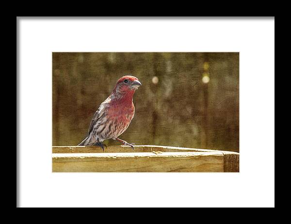 Bird Framed Print featuring the photograph House Finch by Cathy Kovarik
