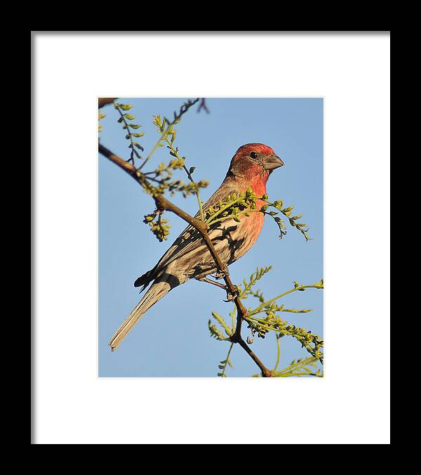 Housefinch Framed Print featuring the photograph Housefinch 272 by Gene Tatroe