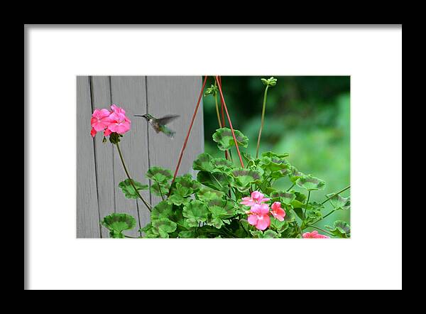 Macro Framed Print featuring the photograph Hovering by Barbara S Nickerson