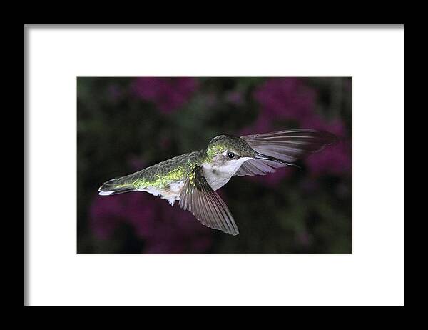 Hummingbird Framed Print featuring the photograph Hovering Hummer by Theo