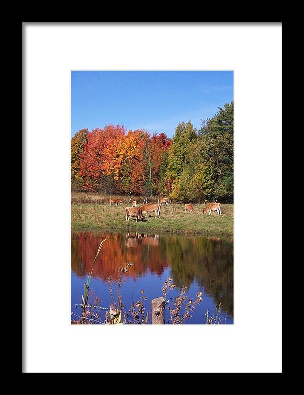 Cow Framed Print featuring the photograph How Now Brown Cow by R B Harper