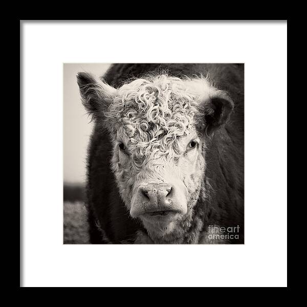 Cow Framed Print featuring the photograph How now brown cow Square Format by Edward Fielding