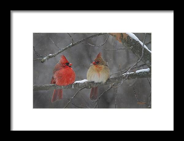 Cardinals Framed Print featuring the photograph How you Doing by Don Anderson