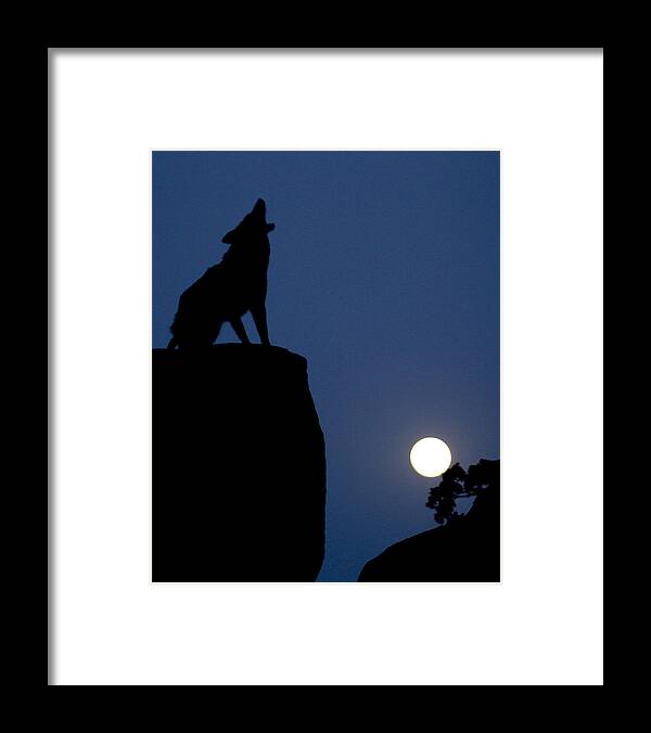 Howling Framed Print featuring the photograph Howl by Diane Bohna