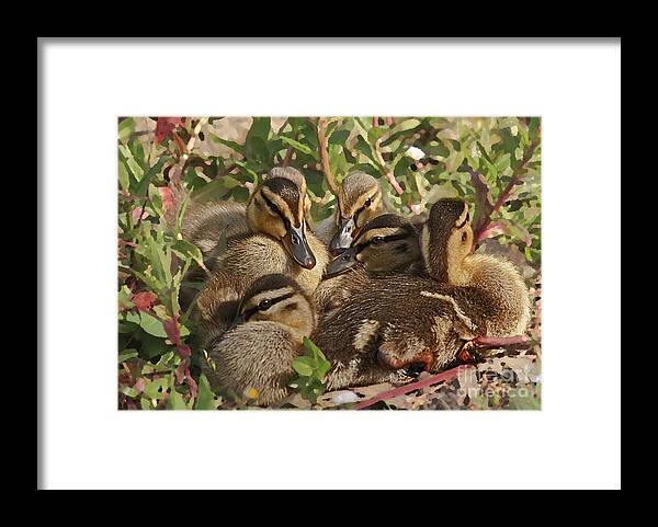 Kate Brown Framed Print featuring the photograph Huddled Ducklings by Kate Brown