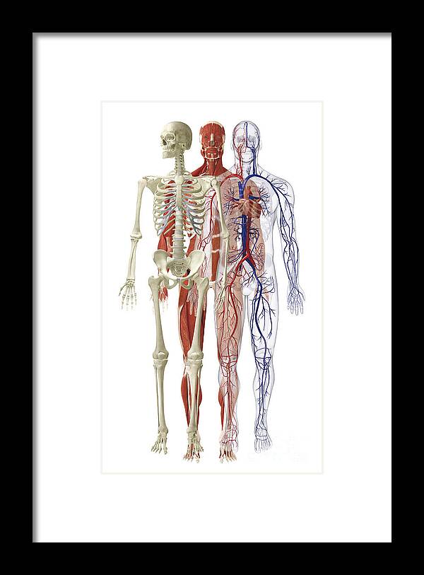 Anatomical Framed Print featuring the photograph Human Body Systems, Illustration by Dorling Kindersley