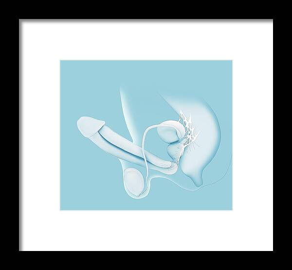 Anatomical Framed Print featuring the photograph Human Erection by Mikkel Juul Jensen
