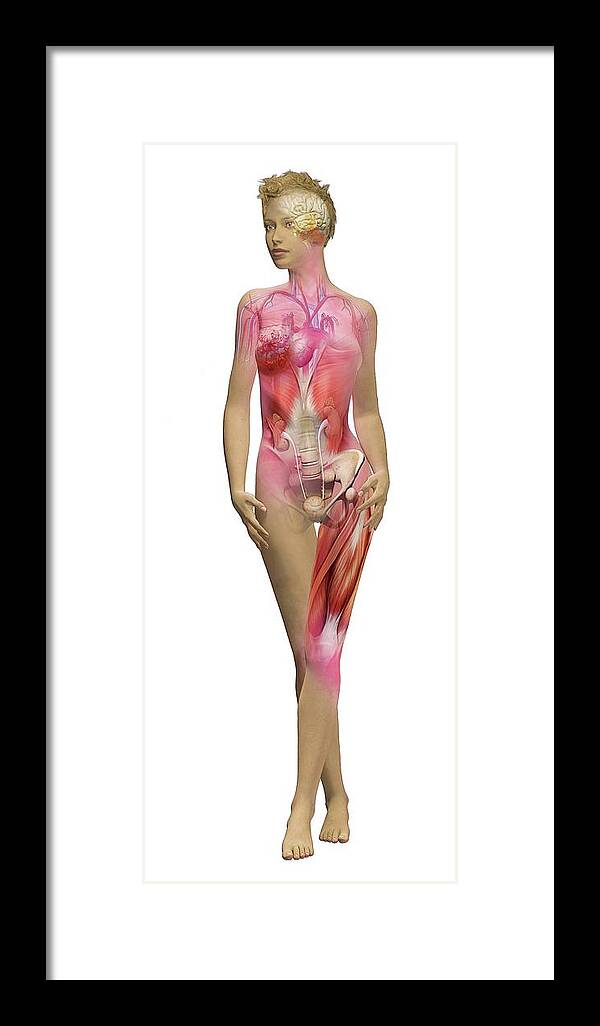 3 Dimensional Framed Print featuring the photograph Human Female Anatomy by Mikkel Juul Jensen