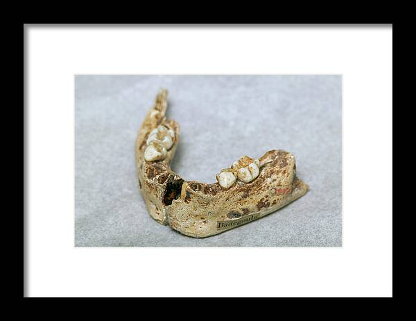 Badegoule Jaw Framed Print featuring the photograph Human Jaw Fossil by Pascal Goetgheluck/science Photo Library