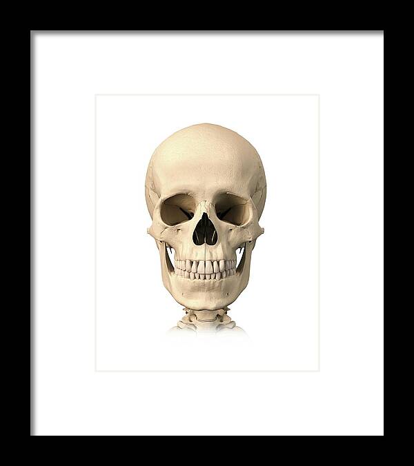 White Background Framed Print featuring the digital art Human Skull, Artwork by Science Photo Library - Leonello Calvetti