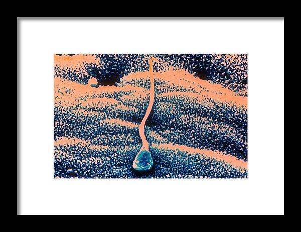 Dark Field Microscopy Framed Print featuring the photograph Human Sperm In Uterus by John Watney