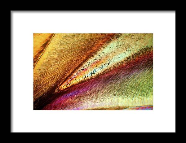 Tooth Framed Print featuring the photograph Human Tooth by Steve Lowry