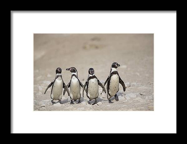 535344 Framed Print featuring the photograph Humboldt Penguins Punta San Juan by Cyril Ruoso