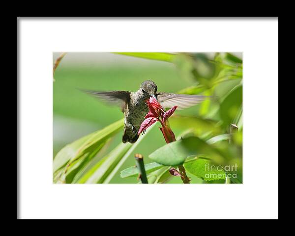 Hummingbird Framed Print featuring the photograph Hummer at the Rose by Debby Pueschel