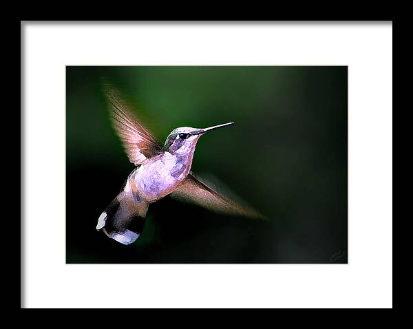 Nature Framed Print featuring the photograph Hummer Ballet 1 by ABeautifulSky Photography by Bill Caldwell