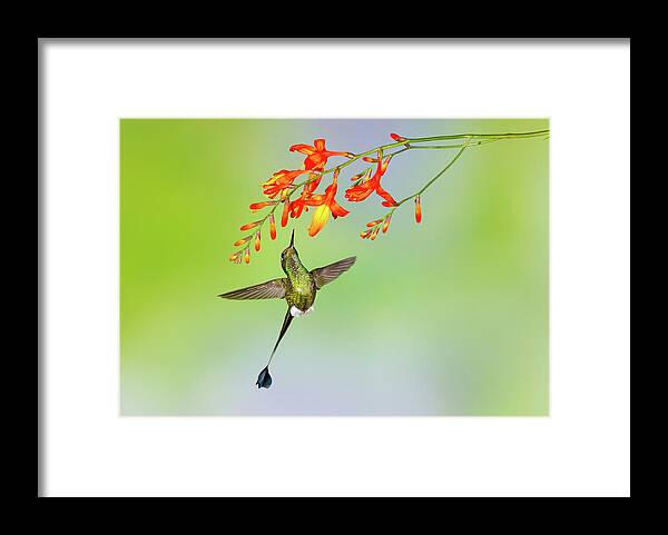 Vertebrate Framed Print featuring the photograph Hummingbird , Booted Racket-tail by Kencanning