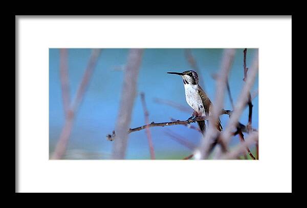 Bird Framed Print featuring the photograph Hummingbird 20323 3 by Jerry Sodorff