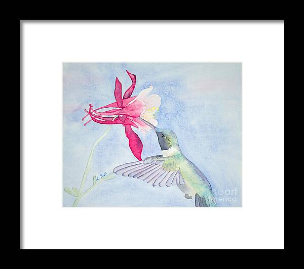 Ruby-throated Framed Print featuring the painting Hummingbird and Columbine by Laurel Best