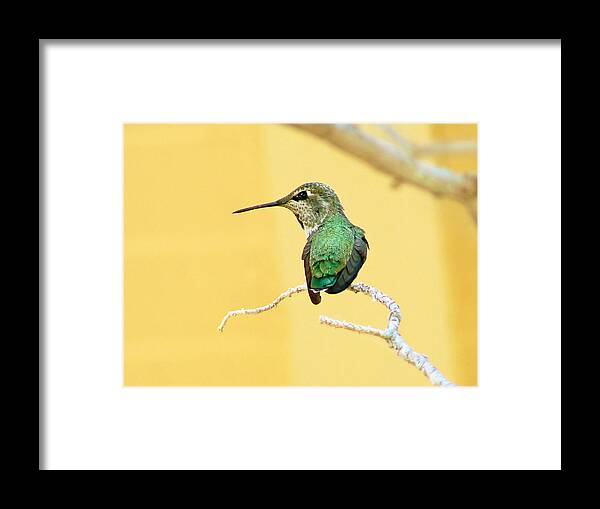 Hummingbird Framed Print featuring the photograph Hummingbird at Rest by Pamela Patch
