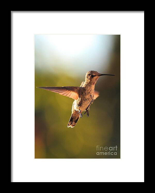 Hummingbird Framed Print featuring the photograph Hummingbird Bokeh by Carol Groenen