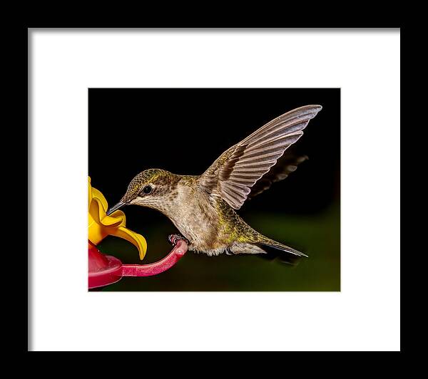 Hummingbird Framed Print featuring the photograph Ruby Throated Hummingbird by Brian Caldwell