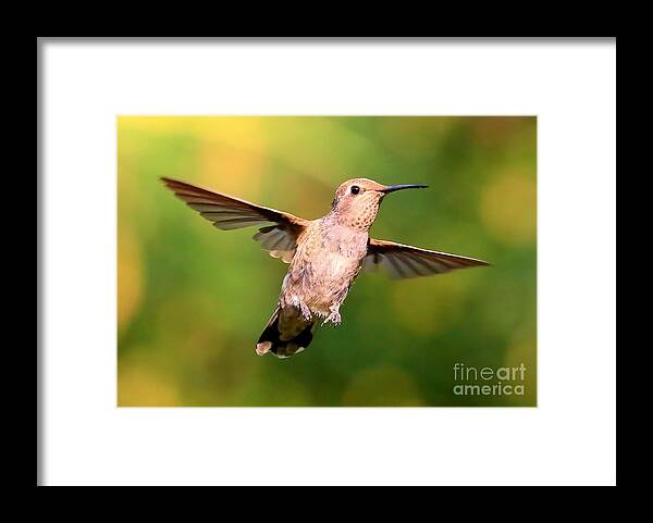Hummingbird Framed Print featuring the photograph Hummingbird Encounter by Carol Groenen