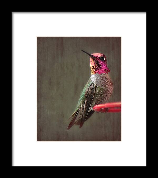 Hummingbird Framed Print featuring the photograph Hummingbird Flare by Melanie Lankford Photography