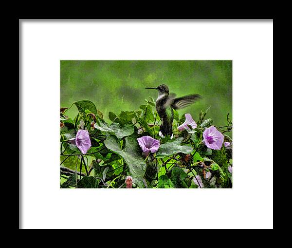 Bird Framed Print featuring the photograph Hummingbird in the Rain by Shannon Story
