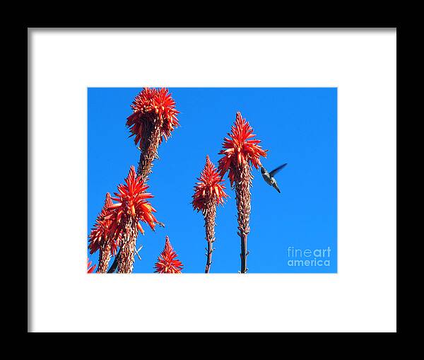 Anna's Hummingbird Framed Print featuring the photograph Hummingbird by Kelly Holm