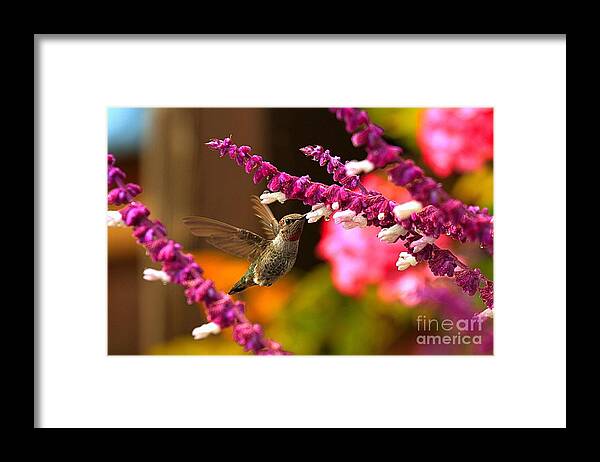 Hummingbird Framed Print featuring the photograph Hummingbird Landscape by Adam Jewell