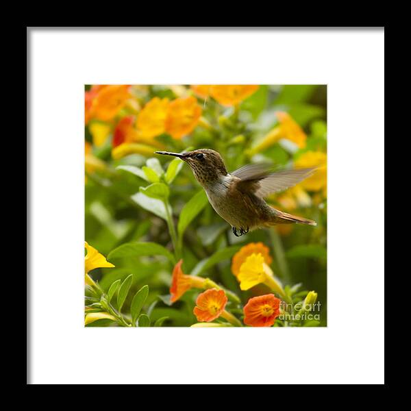 Bird Framed Print featuring the photograph Hummingbird looking for food by Heiko Koehrer-Wagner