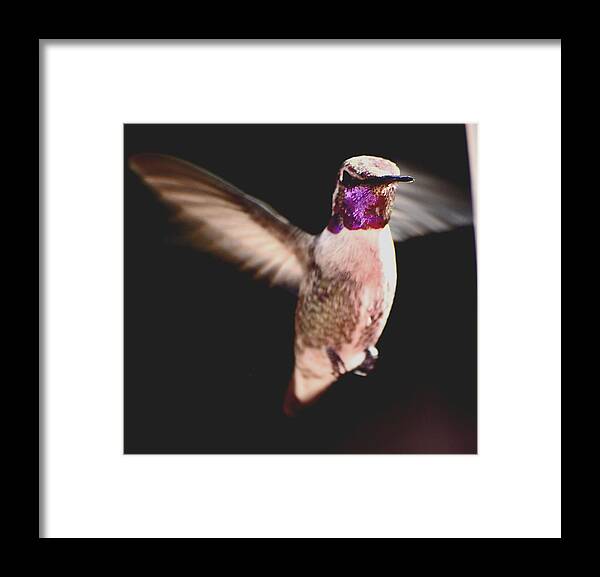Hummingbird Framed Print featuring the photograph Hummingbird Male Anna In Flight by Jay Milo