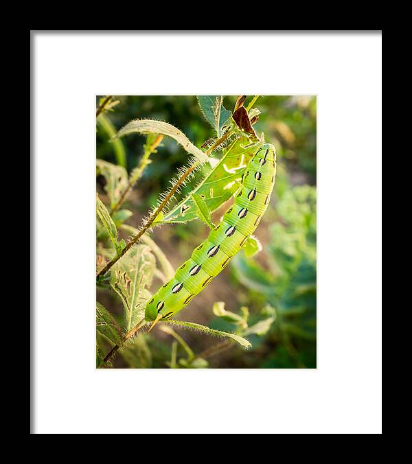Caterpillar Framed Print featuring the photograph Hummingbird Moth Caterpillar by Bill Pevlor