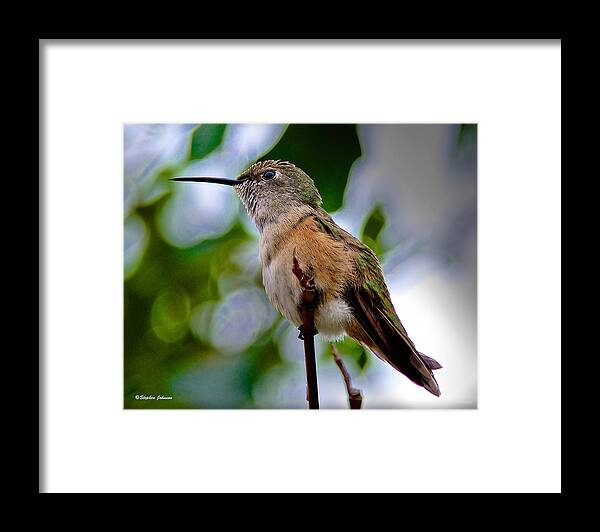 Hummingbird Framed Print featuring the photograph Hummingbird on a Branch by Stephen Johnson