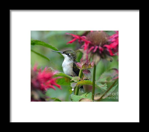 Bird Framed Print featuring the photograph Hummingbird on a Leaf by Rodney Campbell
