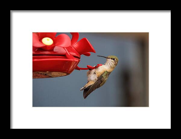Hummingbird Framed Print featuring the photograph Hummingbird on Feeder by Alan Hutchins