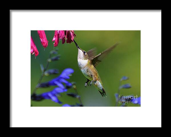Birds Framed Print featuring the photograph Hummingbird On Wendy's Wish Flower by Kathy Baccari