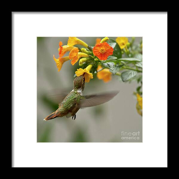 Bird Framed Print featuring the photograph Hummingbird sips Nectar by Heiko Koehrer-Wagner