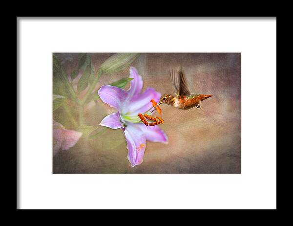 Lilly. Pink Lilly Framed Print featuring the photograph Hummingbird Sweets by Mary Timman
