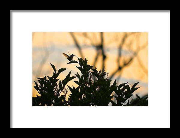 Hummingbird Framed Print featuring the photograph Hummingbird by Tracy Male