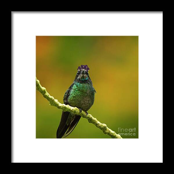 Magnificent Hummingbird Framed Print featuring the photograph Hummingbird with a lilac Crown by Heiko Koehrer-Wagner