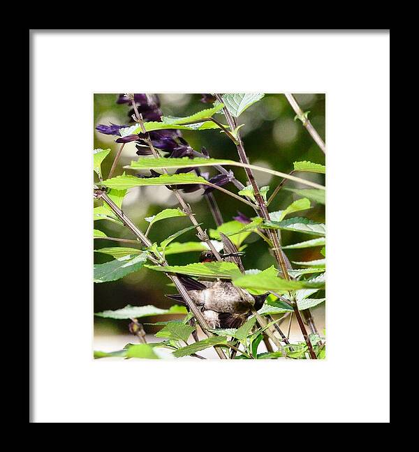 Hummingbirds Framed Print featuring the photograph Hummingbirds in Final Fighting Down Embrace by Wayne Nielsen