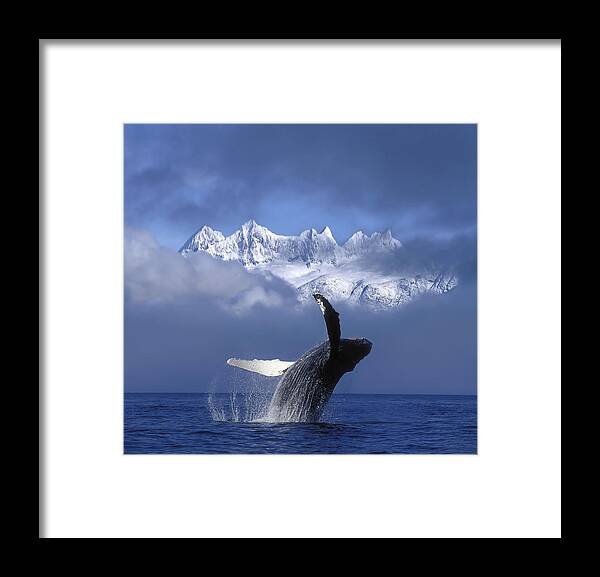 Hyde Framed Print featuring the photograph Humpback Whale Breaches In Clearing Fog by John Hyde